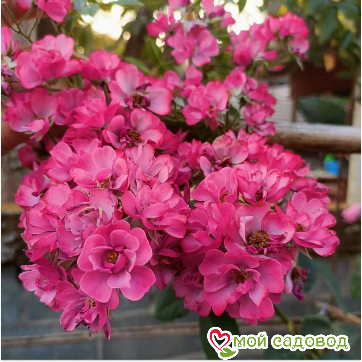 Роза Макспейс