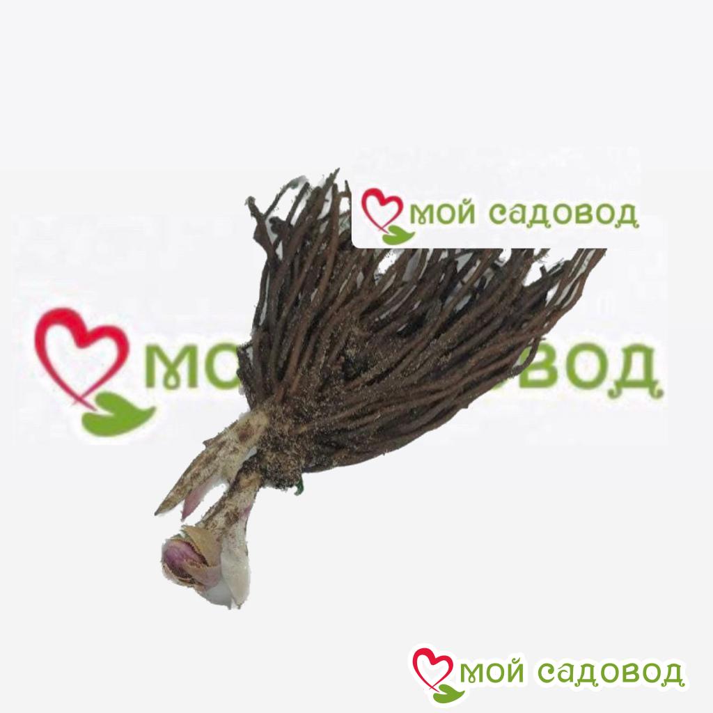 Хоста Бархатный Полог