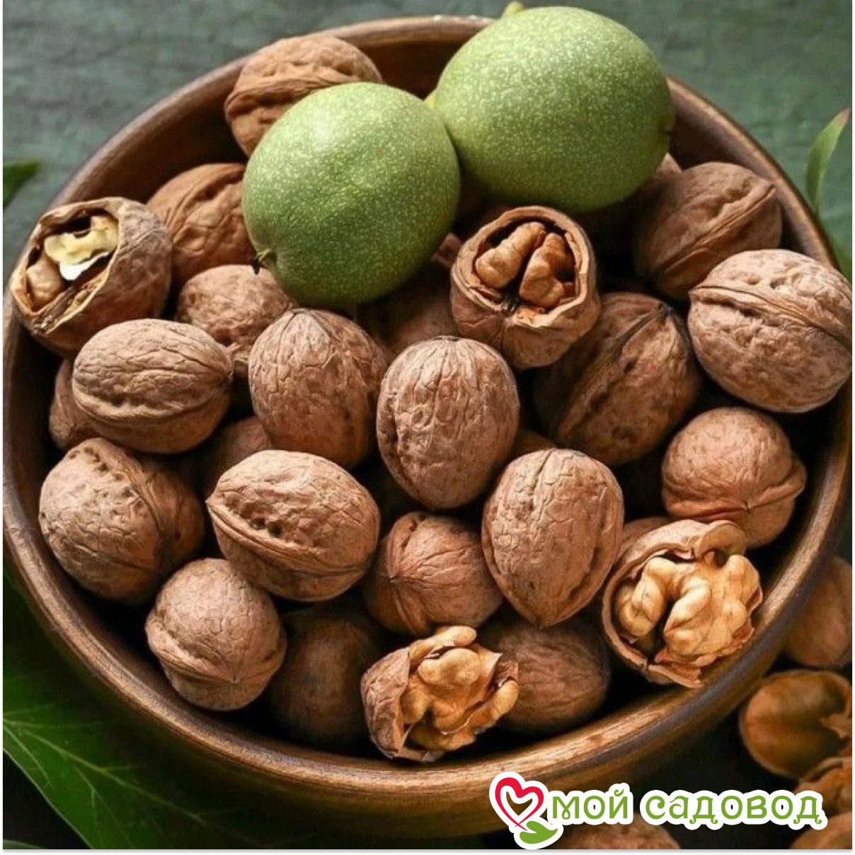 Грецкий Орех Минова